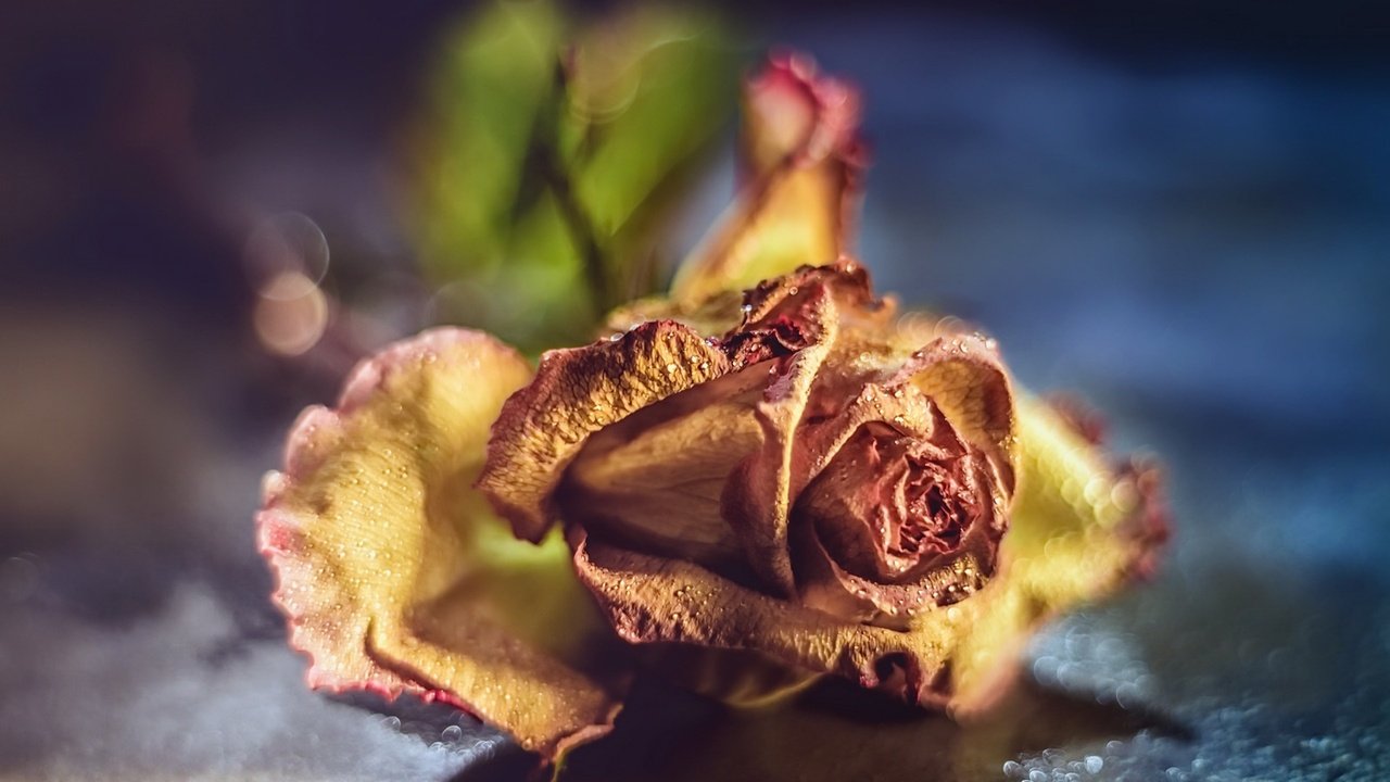 Обои макро, фон, цветок, роза, macro, background, flower, rose разрешение 1920x1282 Загрузить