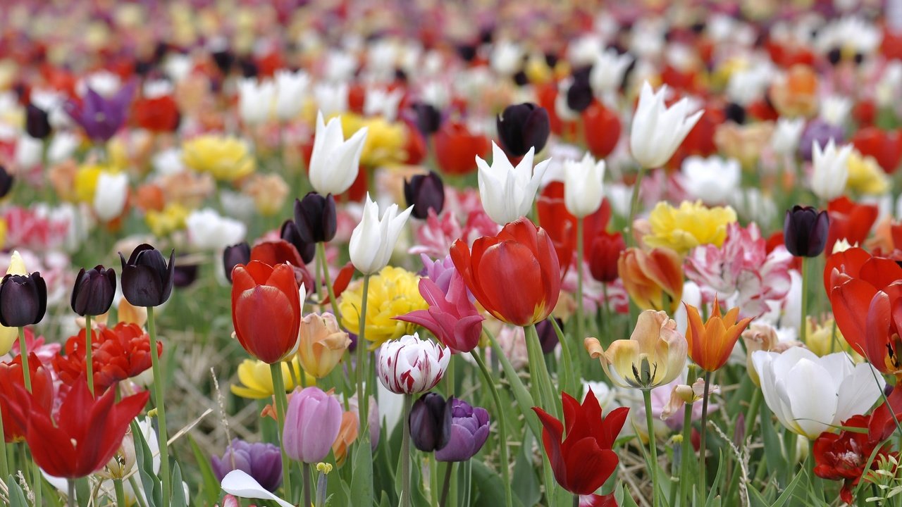 Обои цветы, лепестки, луг, весна, тюльпаны, flowers, petals, meadow, spring, tulips разрешение 2048x1360 Загрузить