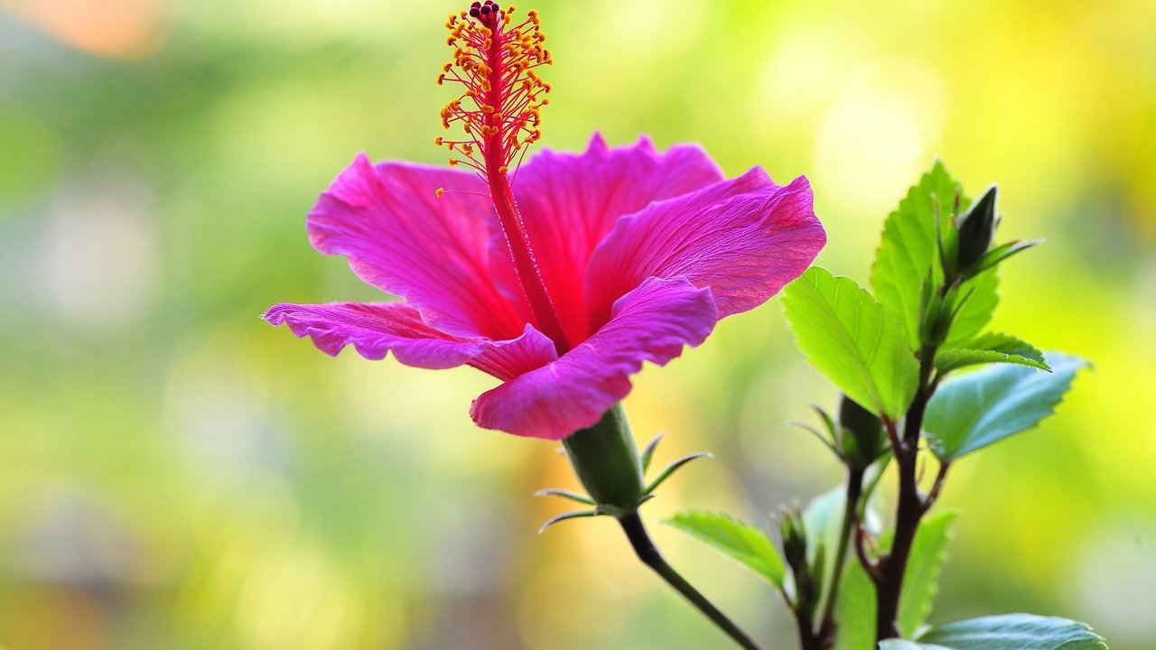 Обои макро, фон, цветок, гибискус, nick zadeh, macro, background, flower, hibiscus разрешение 2048x1362 Загрузить