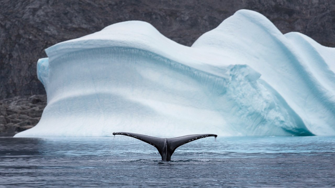Обои природа, море, животные, айсберг, хвост, кит, арктика, nature, sea, animals, iceberg, tail, kit, arctic разрешение 2048x1208 Загрузить