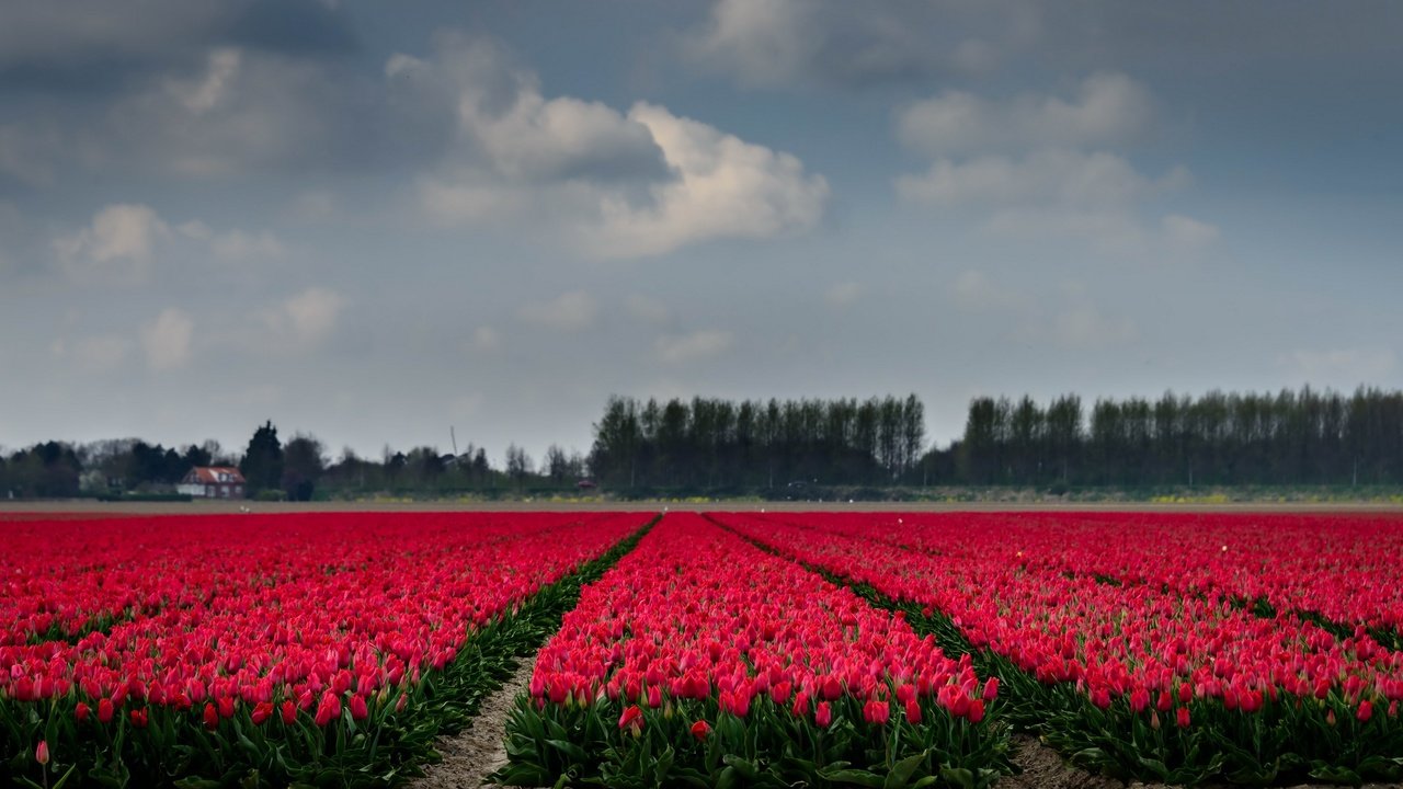 Обои небо, цветы, деревья, поле, горизонт, тюльпаны, the sky, flowers, trees, field, horizon, tulips разрешение 2667x1440 Загрузить