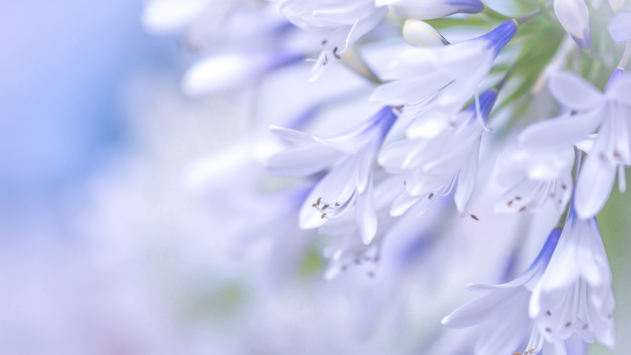 Обои цветы, макро, голубой, агапантус, flowers, macro, blue, agapanthus разрешение 2048x1365 Загрузить