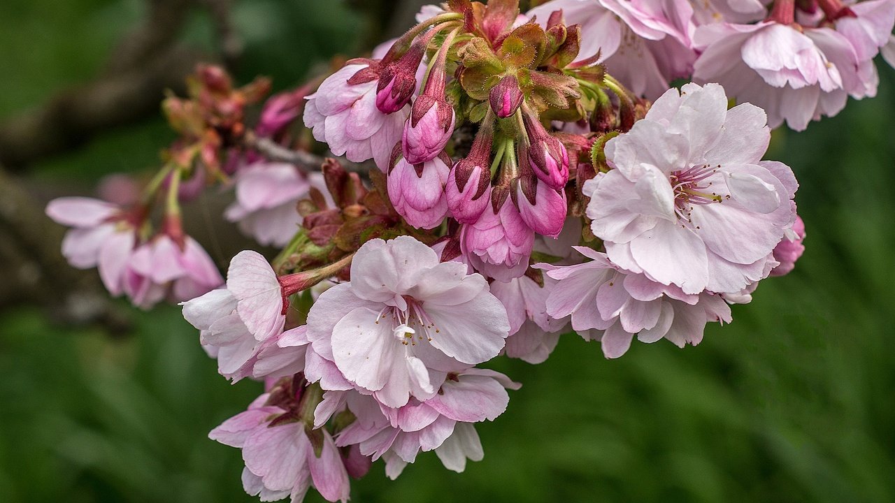 Обои ветка, цветение, весна, розовый, сакура, branch, flowering, spring, pink, sakura разрешение 2048x1315 Загрузить