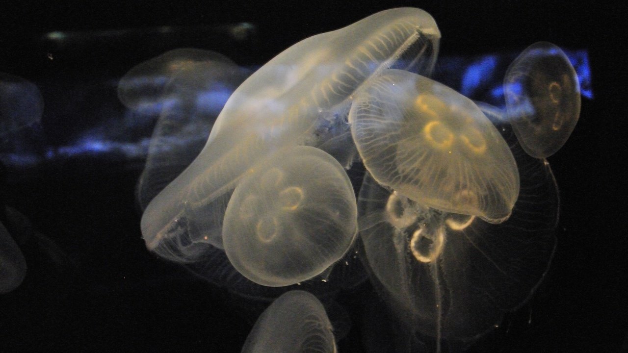 Обои медуза, медузы, аквариум, подводный мир, medusa, jellyfish, aquarium, underwater world разрешение 3840x2160 Загрузить