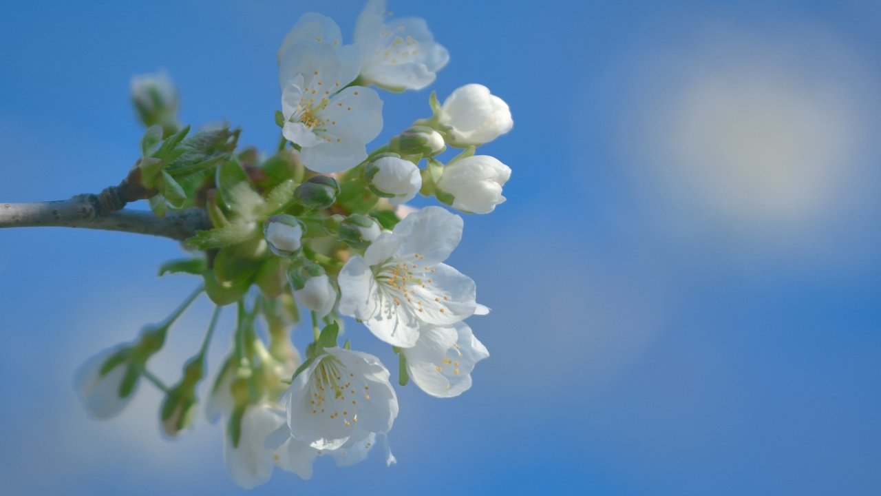 Обои небо, цветы, цветение, фон, весна, вишня, the sky, flowers, flowering, background, spring, cherry разрешение 3840x2400 Загрузить
