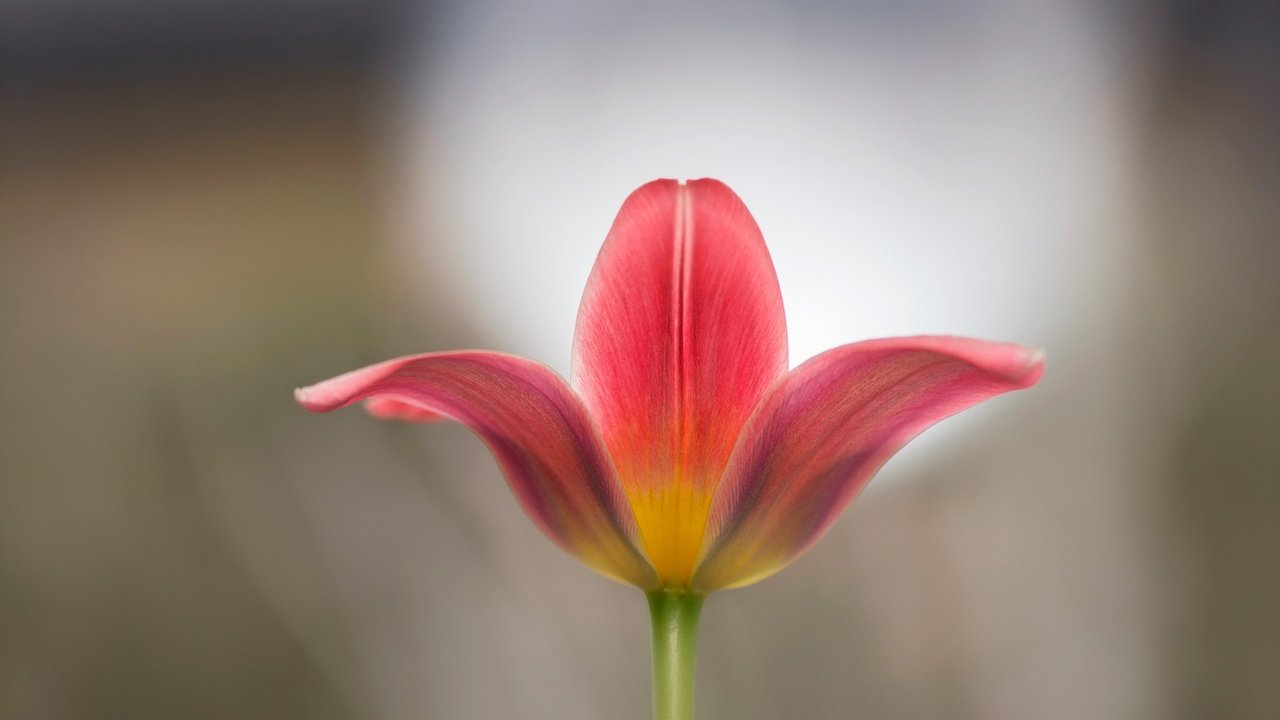 Обои макро, цветок, лепестки, размытость, весна, тюльпан, macro, flower, petals, blur, spring, tulip разрешение 2048x1367 Загрузить