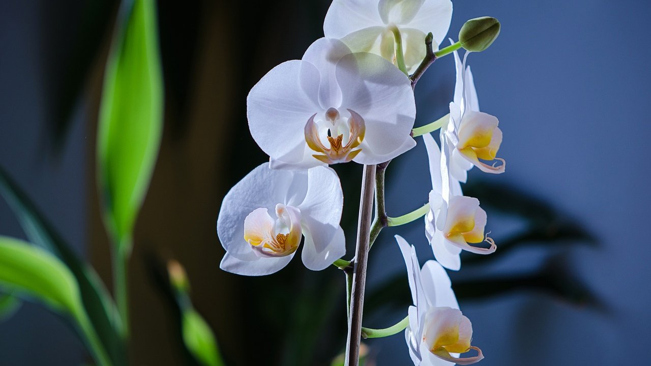 Обои цветы, макро, фон, белые, орхидея, фаленопсис, фалинопсис, flowers, macro, background, white, orchid, phalaenopsis, falinopsis разрешение 2048x1356 Загрузить