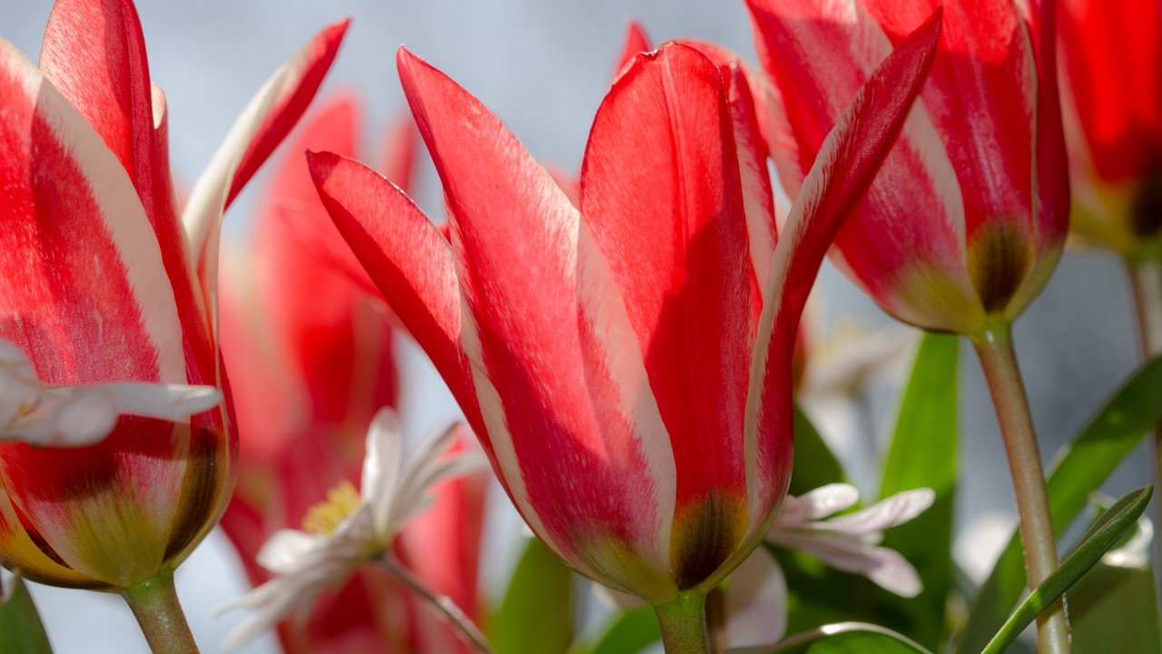 Обои цветы, макро, лепестки, весна, тюльпаны, flowers, macro, petals, spring, tulips разрешение 3840x2481 Загрузить