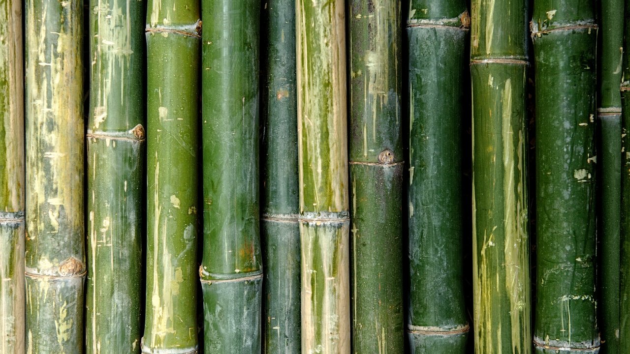 Обои текстура, зелёный, бамбук, стебли, texture, green, bamboo, stems разрешение 6084x4000 Загрузить