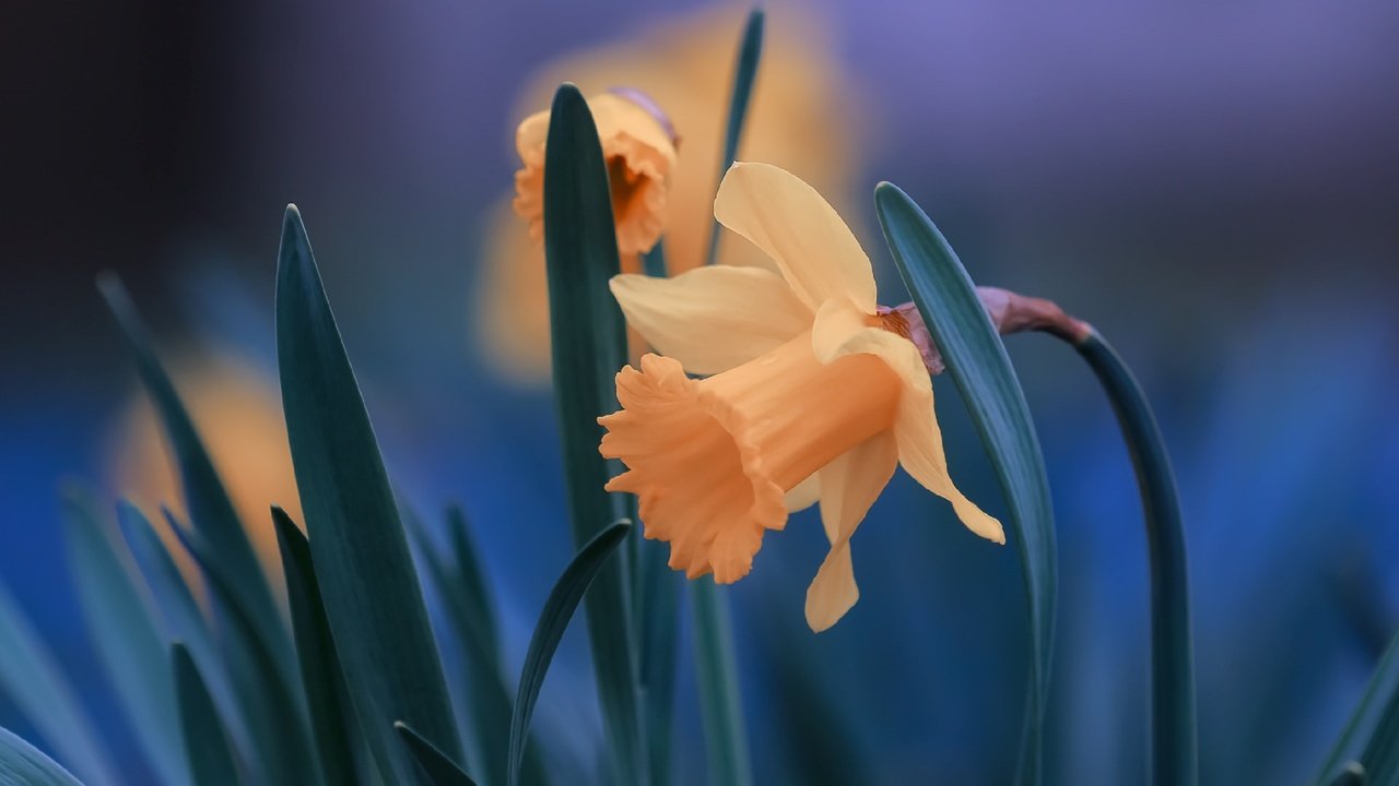 Обои цветы, листья, крупный план, нарциссы, flowers, leaves, close-up, daffodils разрешение 2560x1706 Загрузить