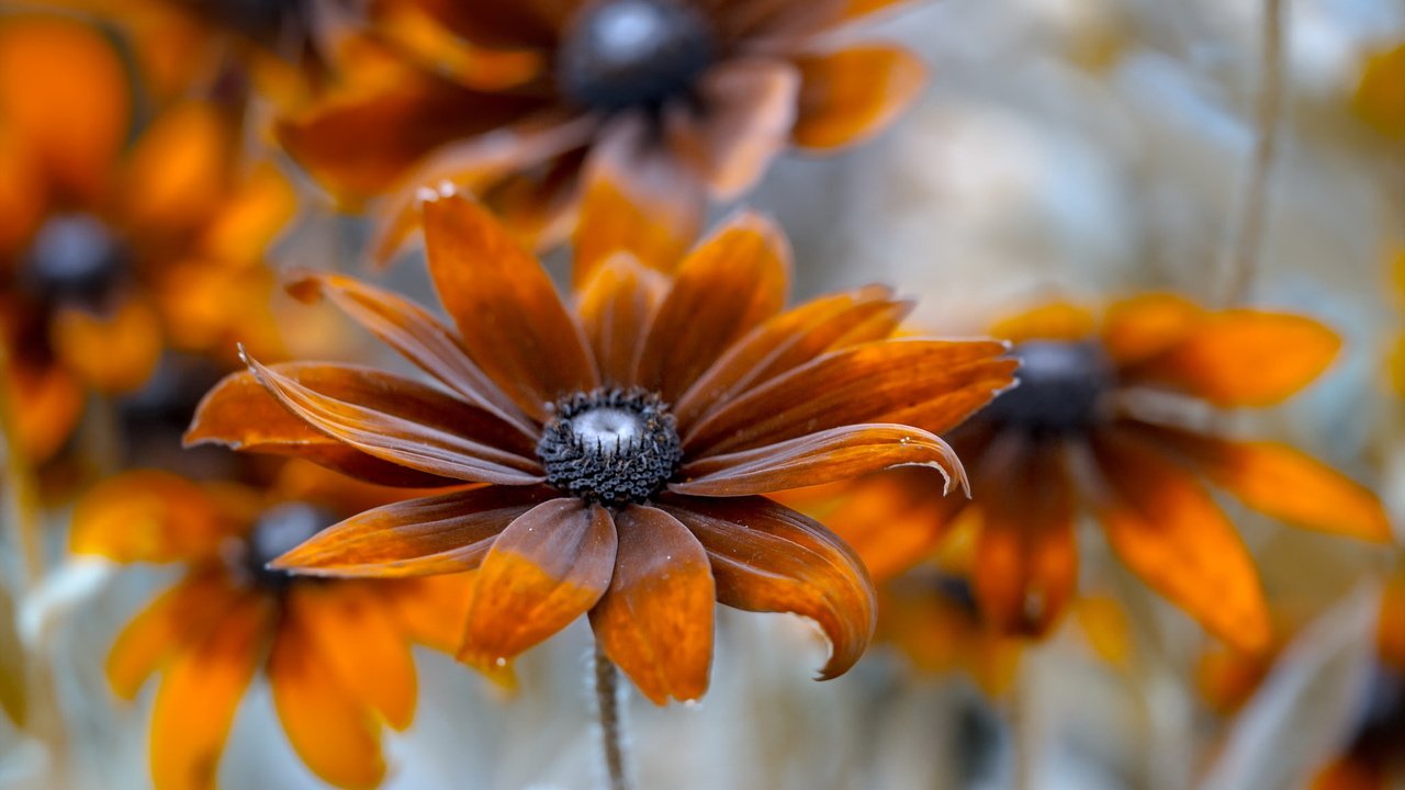 Обои фон, цветок, лепестки, оранжевые, рудбекия, background, flower, petals, orange, rudbeckia разрешение 2047x1214 Загрузить