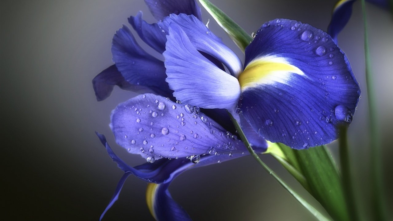 Обои фон, цветок, капли, лепестки, ирис, background, flower, drops, petals, iris разрешение 2048x1536 Загрузить