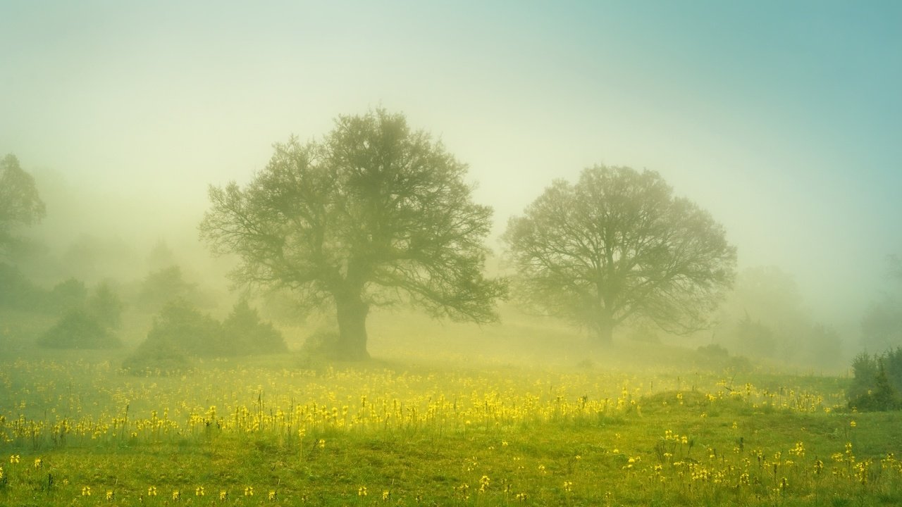 Обои цветы, деревья, туман, поле, flowers, trees, fog, field разрешение 2560x1707 Загрузить