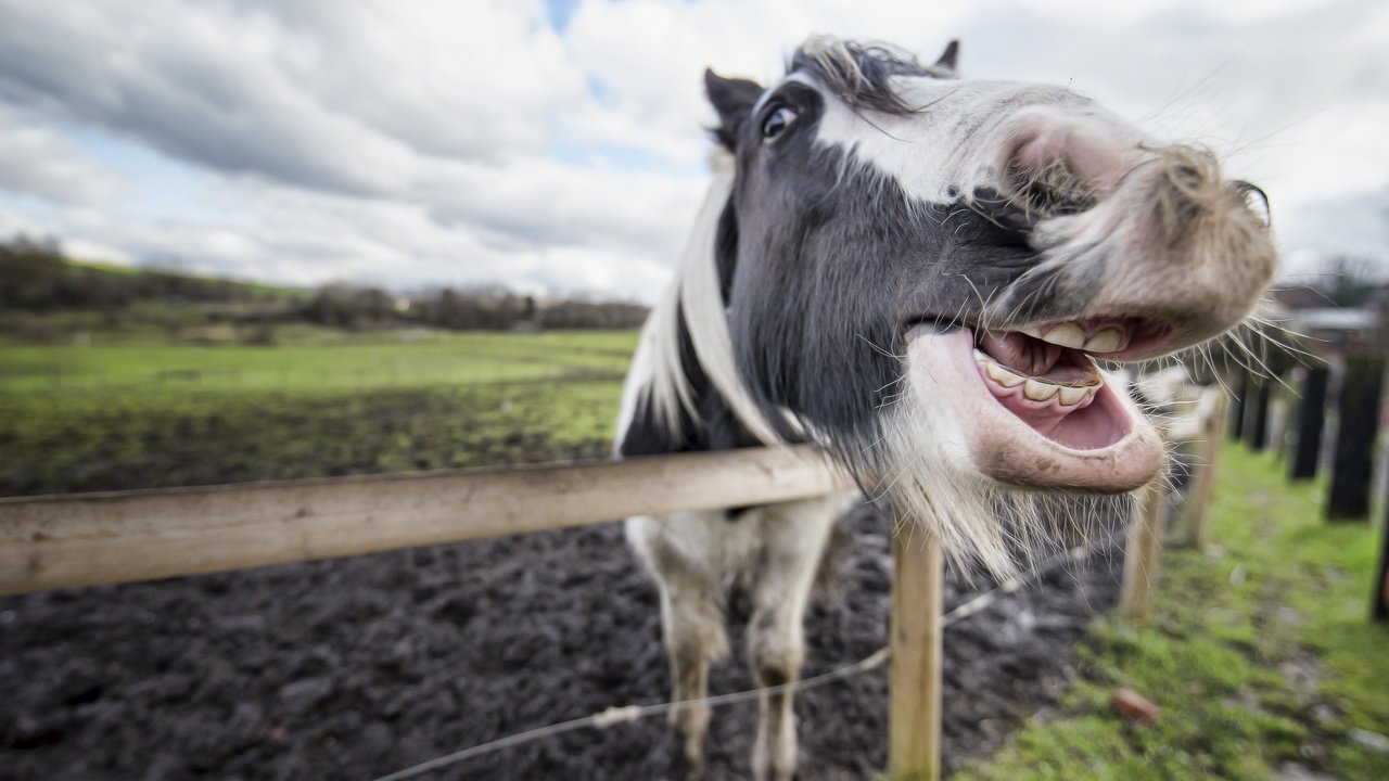 Обои морда, лошадь, зубы, конь, пасть, face, horse, teeth, mouth разрешение 2560x1709 Загрузить