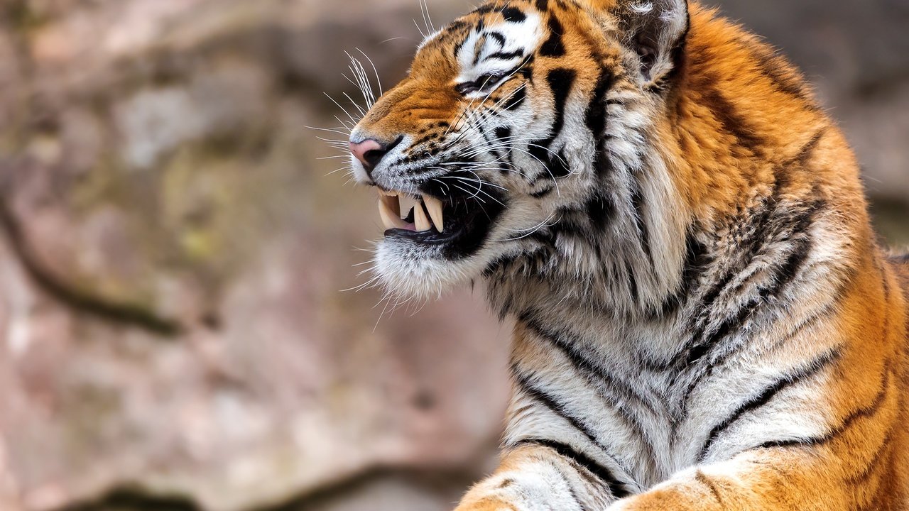 Обои тигр, морда, клыки, хищник, профиль, пасть, tiger, face, fangs, predator, profile, mouth разрешение 2560x1707 Загрузить