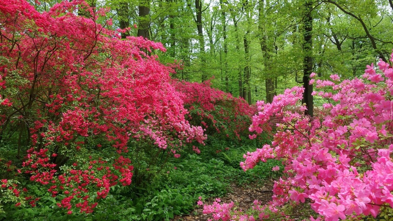 Обои деревья, цветение, лес, швейцария, тропинка, весна, trees, flowering, forest, switzerland, path, spring разрешение 2880x1920 Загрузить