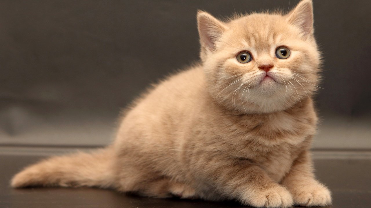 Обои кошка, взгляд, котенок, малыш, британская короткошерстная, британская короткошерстная кошка, cat, look, kitty, baby, british shorthair разрешение 2555x1600 Загрузить