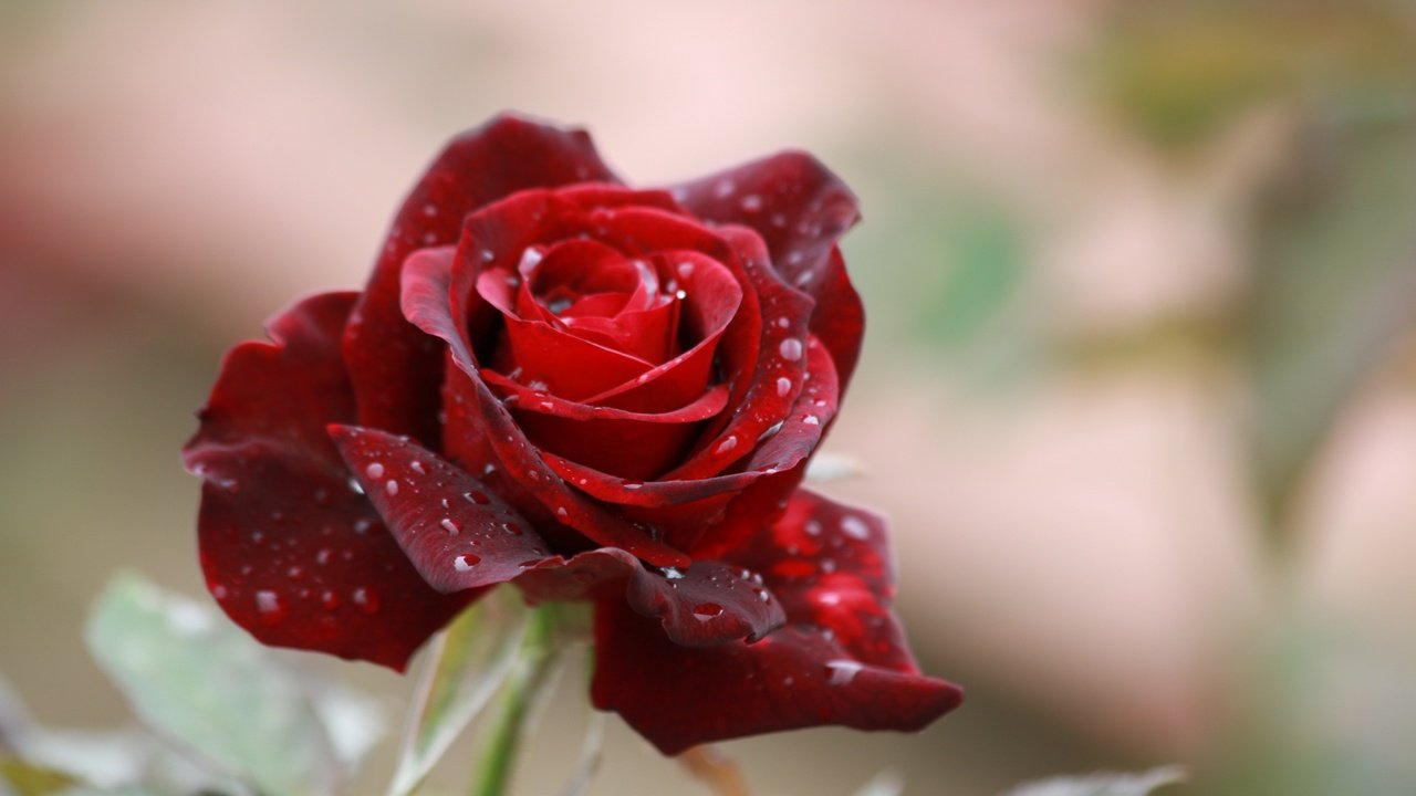 Обои цветок, капли, роза, лепестки, размытость, красная роза, flower, drops, rose, petals, blur, red rose разрешение 1920x1200 Загрузить