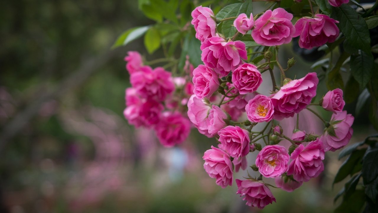 Обои цветы, розы, розовый, куст, flowers, roses, pink, bush разрешение 1920x1200 Загрузить