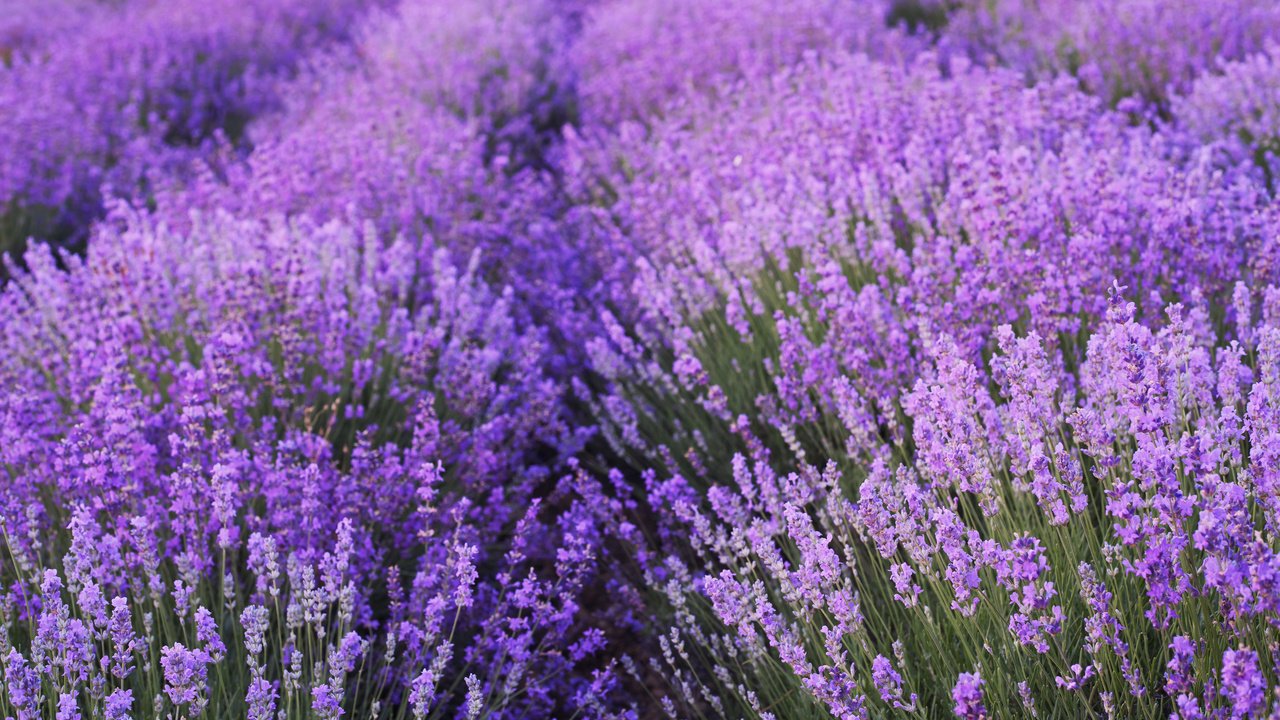 Обои цветы, поле, лаванда, flowers, field, lavender разрешение 3840x2400 Загрузить