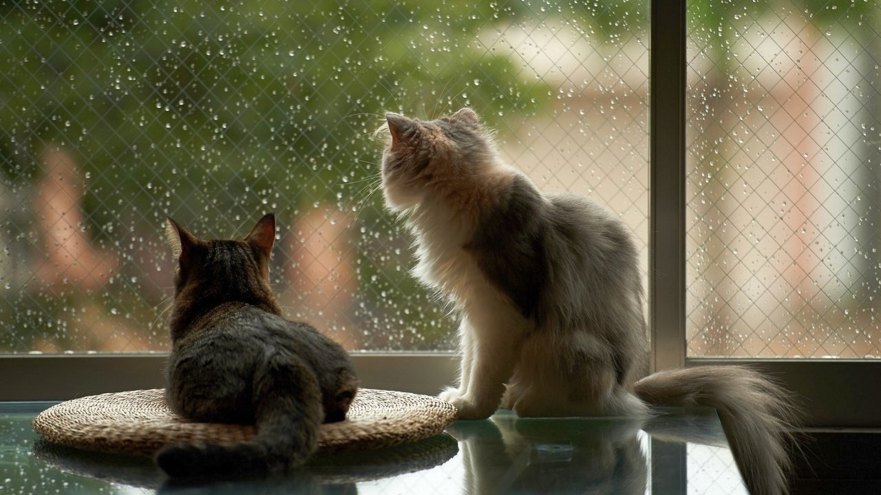 Обои капли, дом, дождь, коты, окно, кошки, стекло, drops, house, rain, cats, window, glass разрешение 1920x1200 Загрузить
