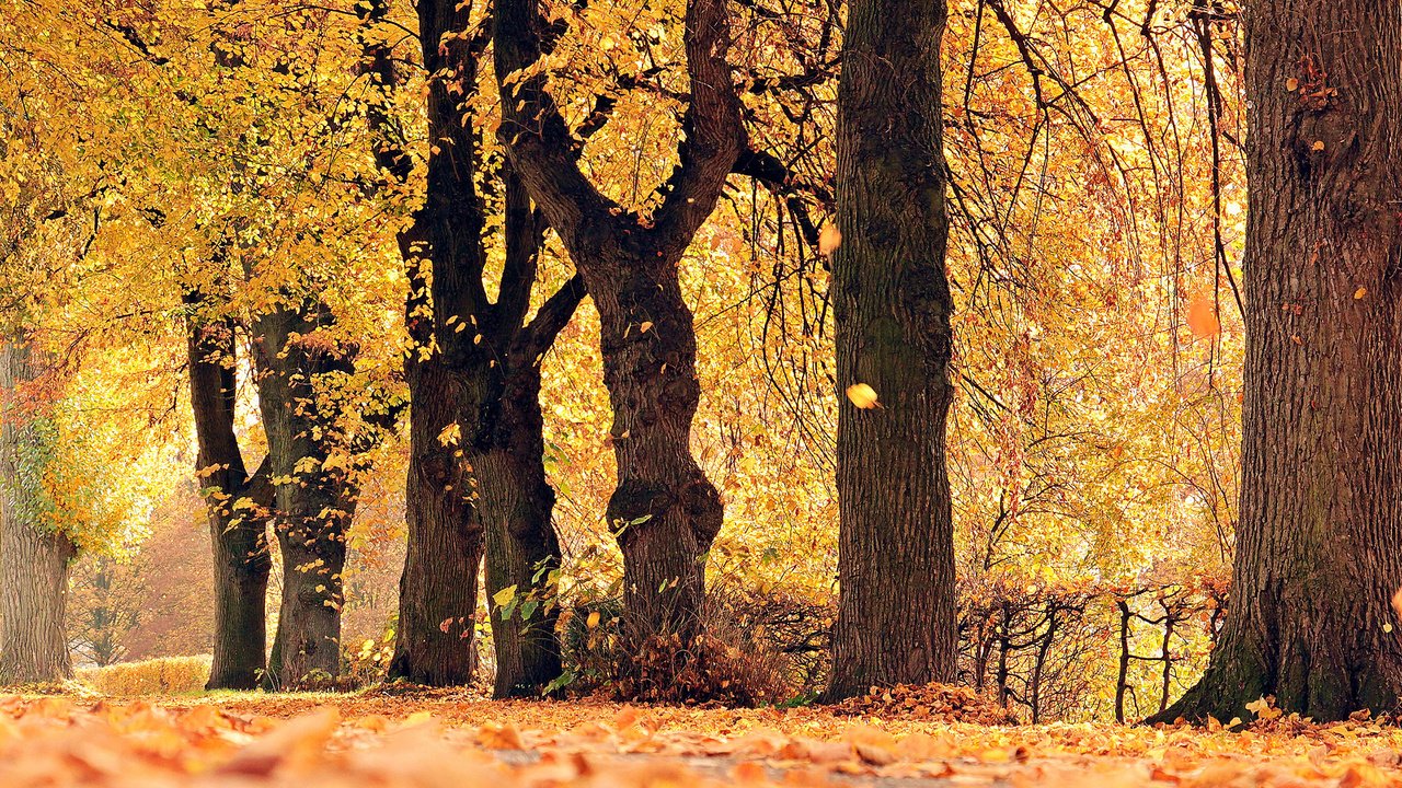 Обои деревья, природа, листья, парк, осень, листопад, trees, nature, leaves, park, autumn, falling leaves разрешение 2560x1600 Загрузить