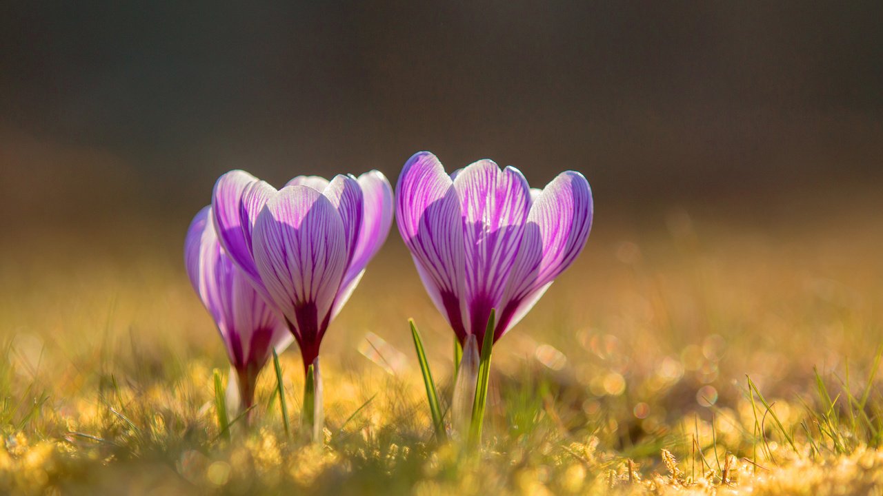 Обои цветы, весна, крокусы, flowers, spring, crocuses разрешение 3840x2400 Загрузить