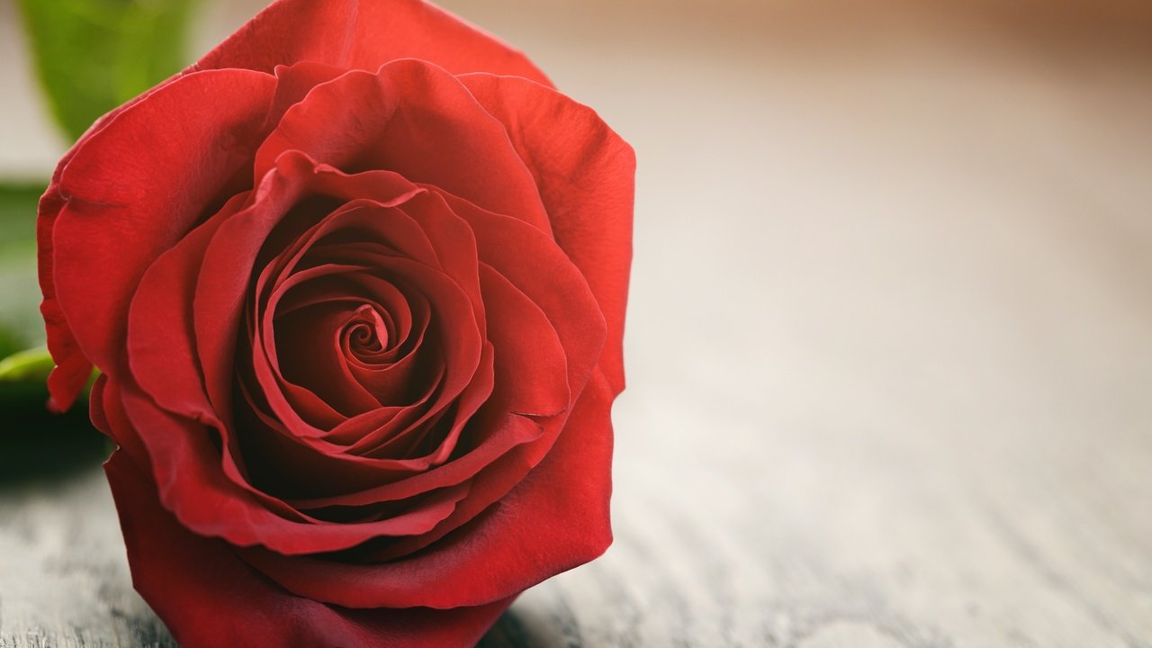 Обои цветок, роза, лепестки, красная роза, flower, rose, petals, red rose разрешение 2880x1800 Загрузить