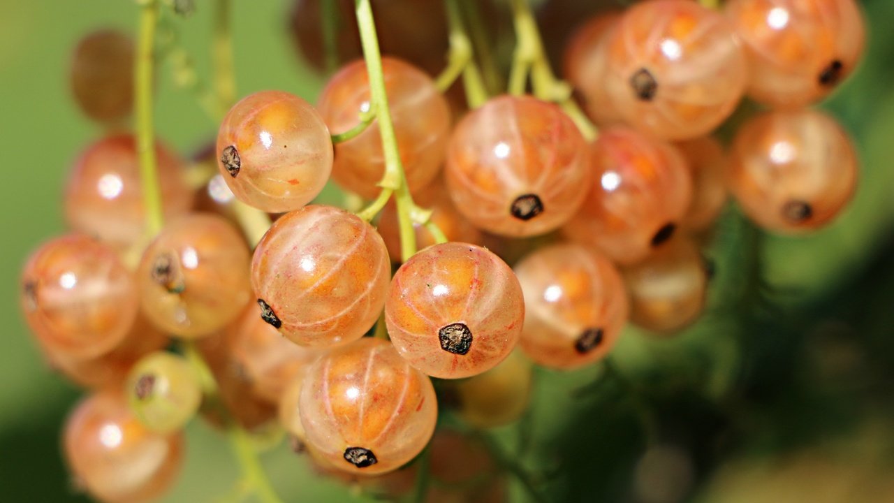 Обои ягоды, смородина, крупным планом, berries, currants, closeup разрешение 2744x1911 Загрузить