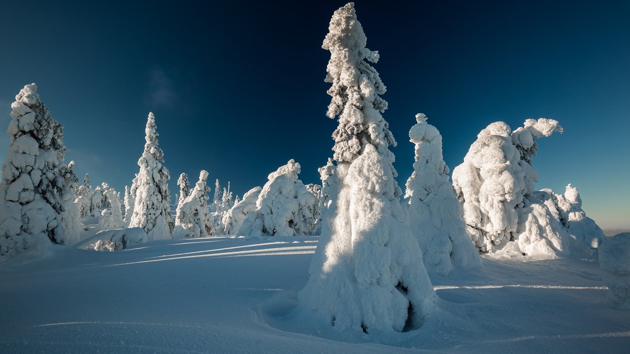 Обои небо, свет, деревья, снег, зима, ели, тени, the sky, light, trees, snow, winter, ate, shadows разрешение 1920x1200 Загрузить