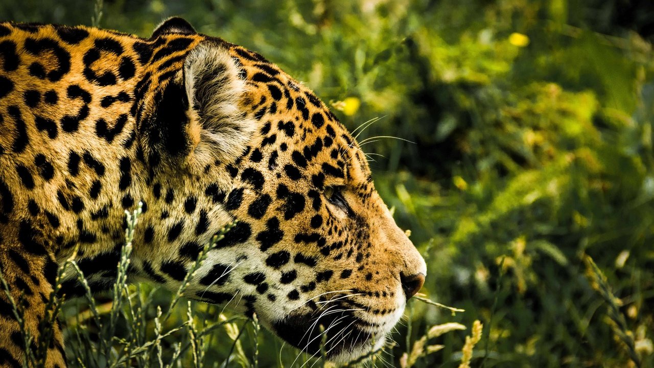 Обои трава, леопард, хищник, профиль, ягуар, голова, grass, leopard, predator, profile, jaguar, head разрешение 5325x3550 Загрузить