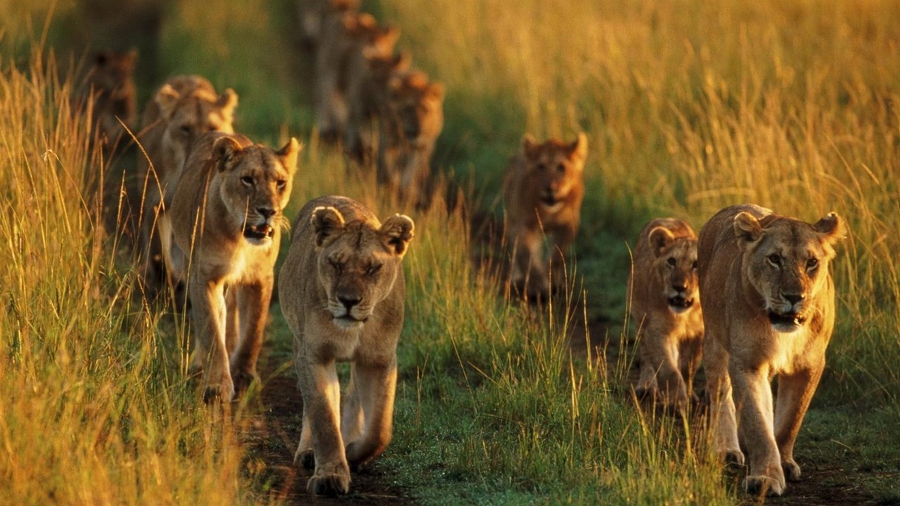 Обои трава, львы, лев, львята, львица, детеныши, прайд, grass, lions, leo, the cubs, lioness, cubs, pride разрешение 1920x1200 Загрузить