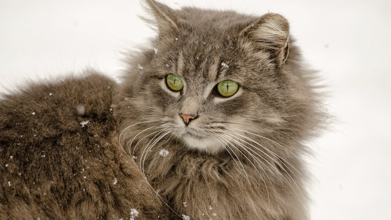 Обои снег, кот, мордочка, усы, кошка, взгляд, пушистый, ушки, зеленые глаза, green eyes, snow, cat, muzzle, mustache, look, fluffy, ears разрешение 2560x1600 Загрузить