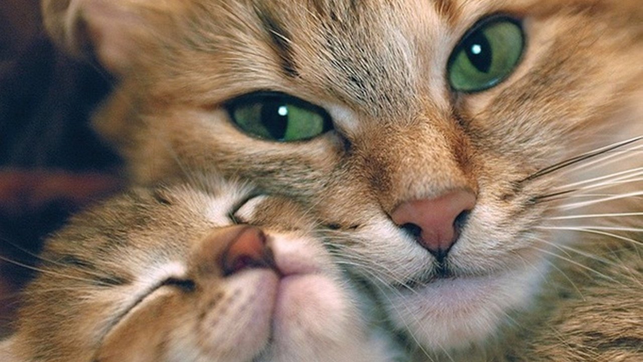 Обои кот, мордочка, кошка, взгляд, котенок, любовь, забота, зеленые глаза, cat, muzzle, look, kitty, love, care, green eyes разрешение 2560x1600 Загрузить