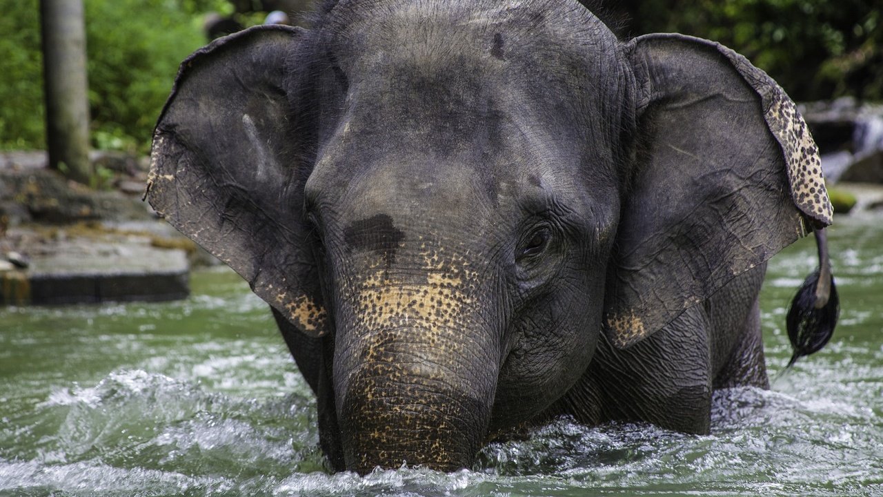 Обои река, слон, таиланд, river, elephant, thailand разрешение 1920x1280 Загрузить