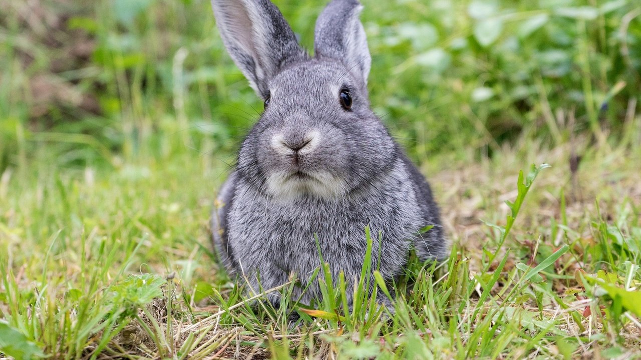 Обои трава, мордочка, взгляд, луг, ушки, кролик, заяц, grass, muzzle, look, meadow, ears, rabbit, hare разрешение 1920x1920 Загрузить