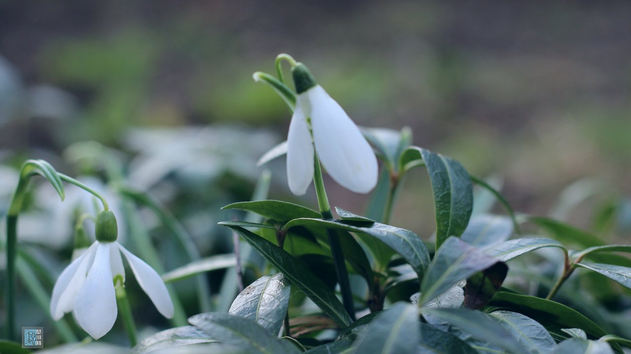 Обои природа, макро, фон, весна, подснежники, первоцвет, боке, nature, macro, background, spring, snowdrops, primrose, bokeh разрешение 3901x2195 Загрузить