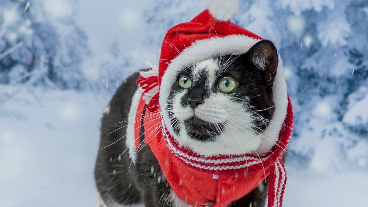 Обои снег, рождество, новый год, мордочка, усы, кошка, взгляд, костюм, зеленые глаза, snow, christmas, new year, muzzle, mustache, cat, look, costume, green eyes разрешение 2489x1400 Загрузить