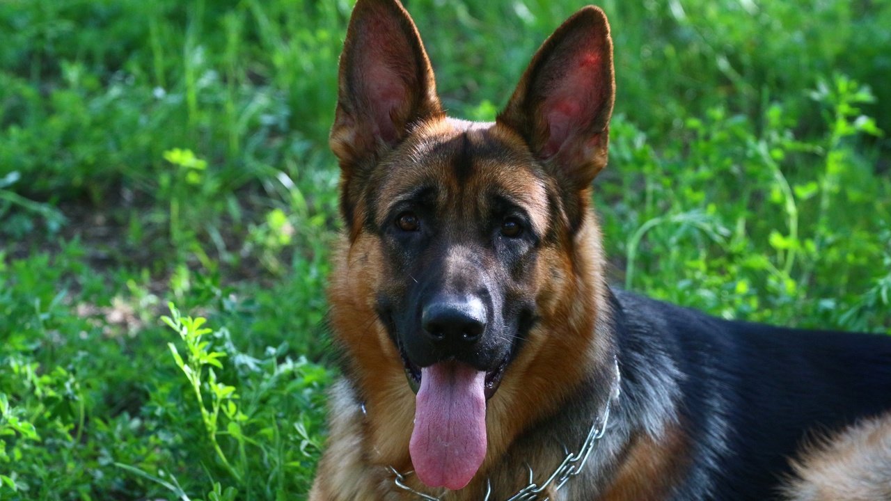 Обои собака, друг, язык, немецкая овчарка, dog, each, language, german shepherd разрешение 1920x1280 Загрузить