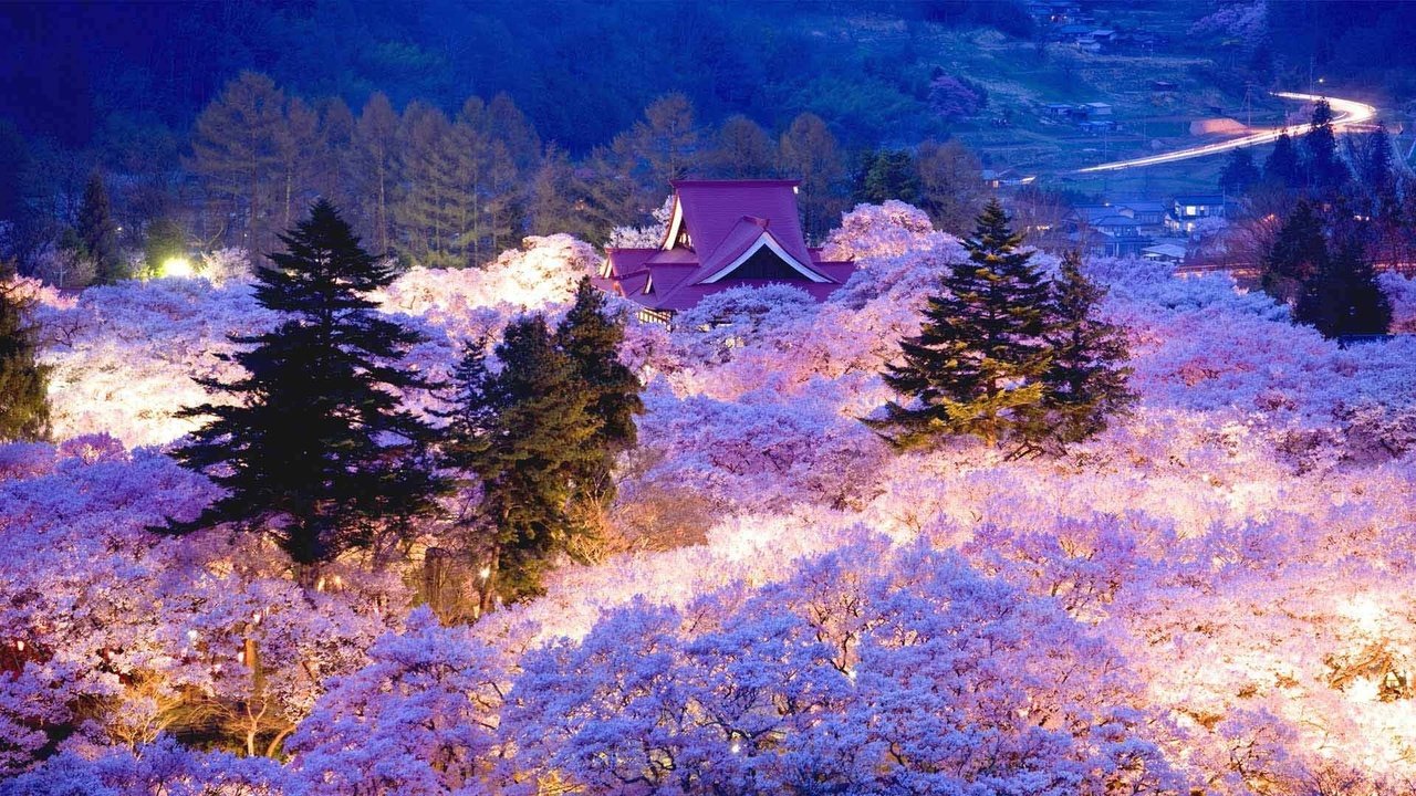 Обои вечер, цветение, япония, весна, сакура, the evening, flowering, japan, spring, sakura разрешение 1920x1080 Загрузить