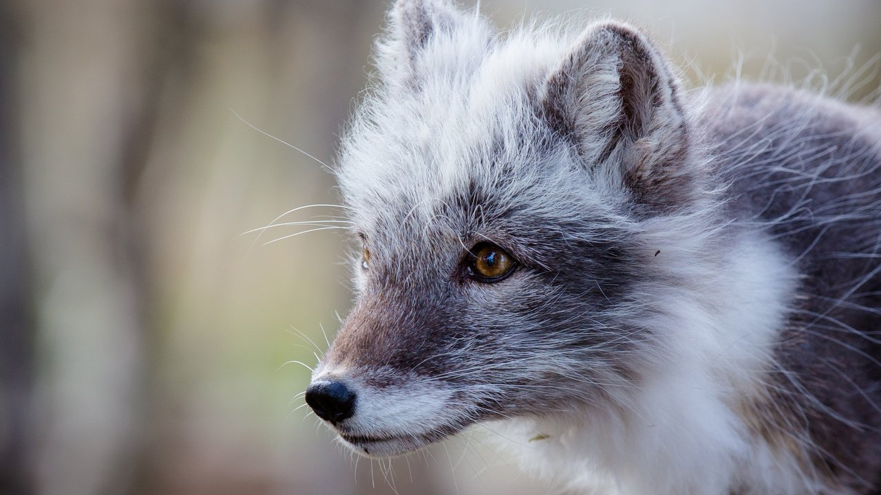 Обои мордочка, взгляд, песец, полярная лисица, арктическая лиса, muzzle, look, fox, polar fox, arctic fox разрешение 2542x1695 Загрузить