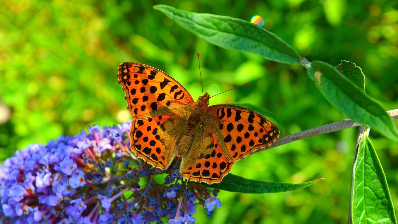Обои насекомое, цветок, бабочка, крылья, размытость, весна, insect, flower, butterfly, wings, blur, spring разрешение 3002x1855 Загрузить