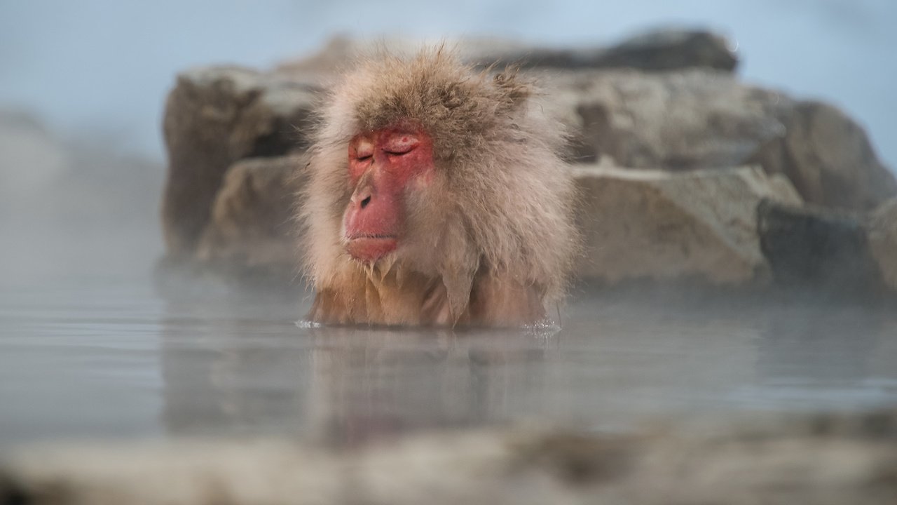 Обои вода, обезьяна, примат, макака, закрытые глаза, японский макак, water, monkey, the primacy of, closed eyes, japanese macaques разрешение 1920x1200 Загрузить
