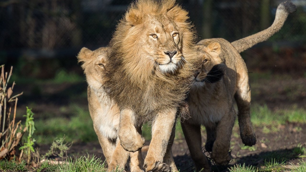 Обои хищник, львы, лев, бег, львица, львёнок, predator, lions, leo, running, lioness, lion разрешение 1920x1200 Загрузить