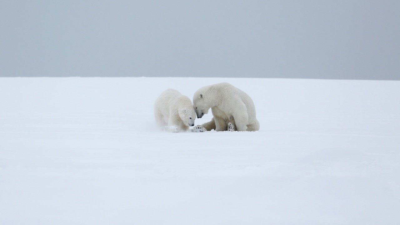 Обои снег, полярный медведь, медведи, белый медведь, детеныш, медвежонок, арктика, медведица, snow, polar bear, bears, cub, bear, arctic разрешение 3000x1687 Загрузить