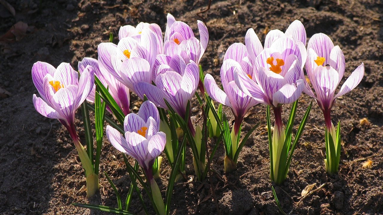 Обои цветы, цветение, листья, лепестки, весна, крокусы, flowers, flowering, leaves, petals, spring, crocuses разрешение 2000x1500 Загрузить