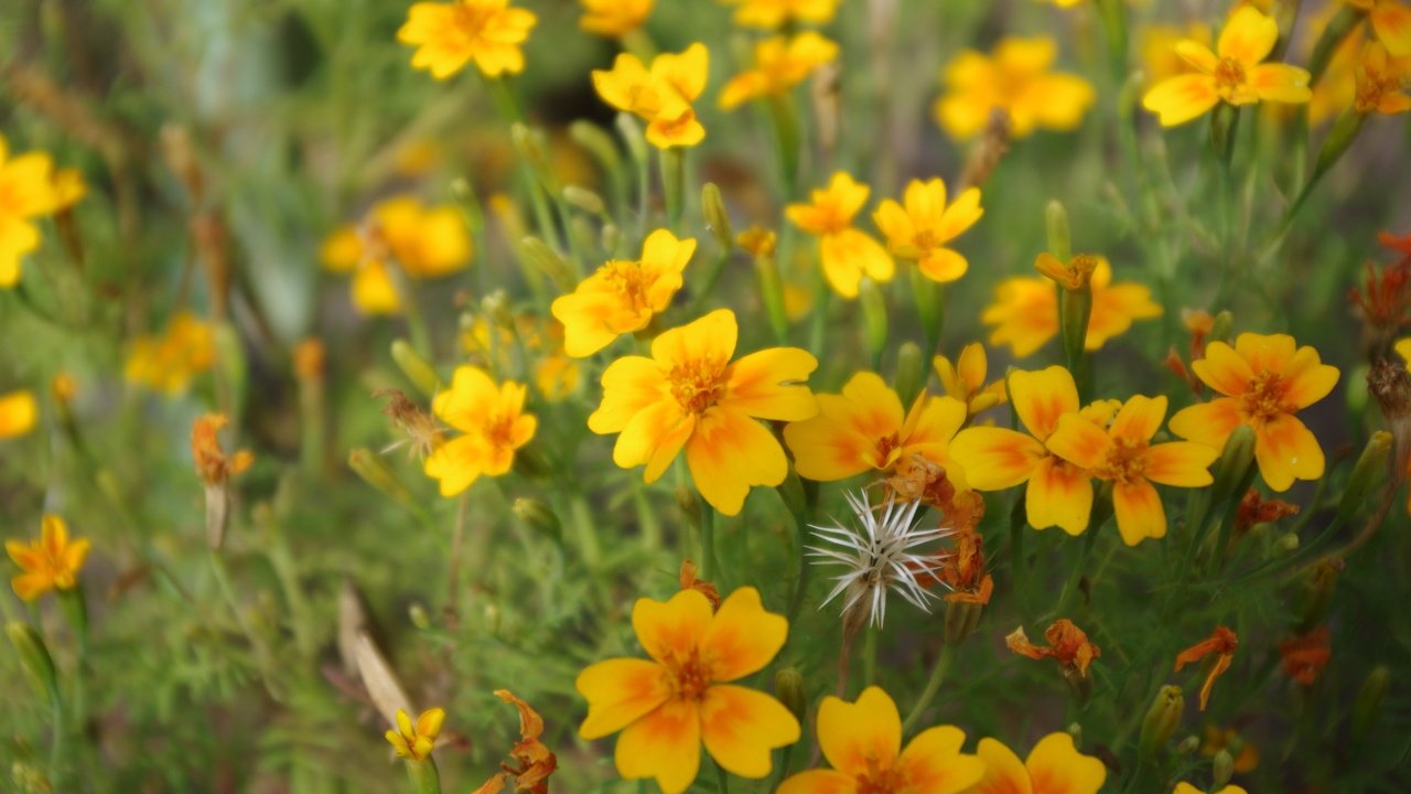 Обои цветы, лепестки, желтые, полевые цветы, flowers, petals, yellow, wildflowers разрешение 4928x3264 Загрузить