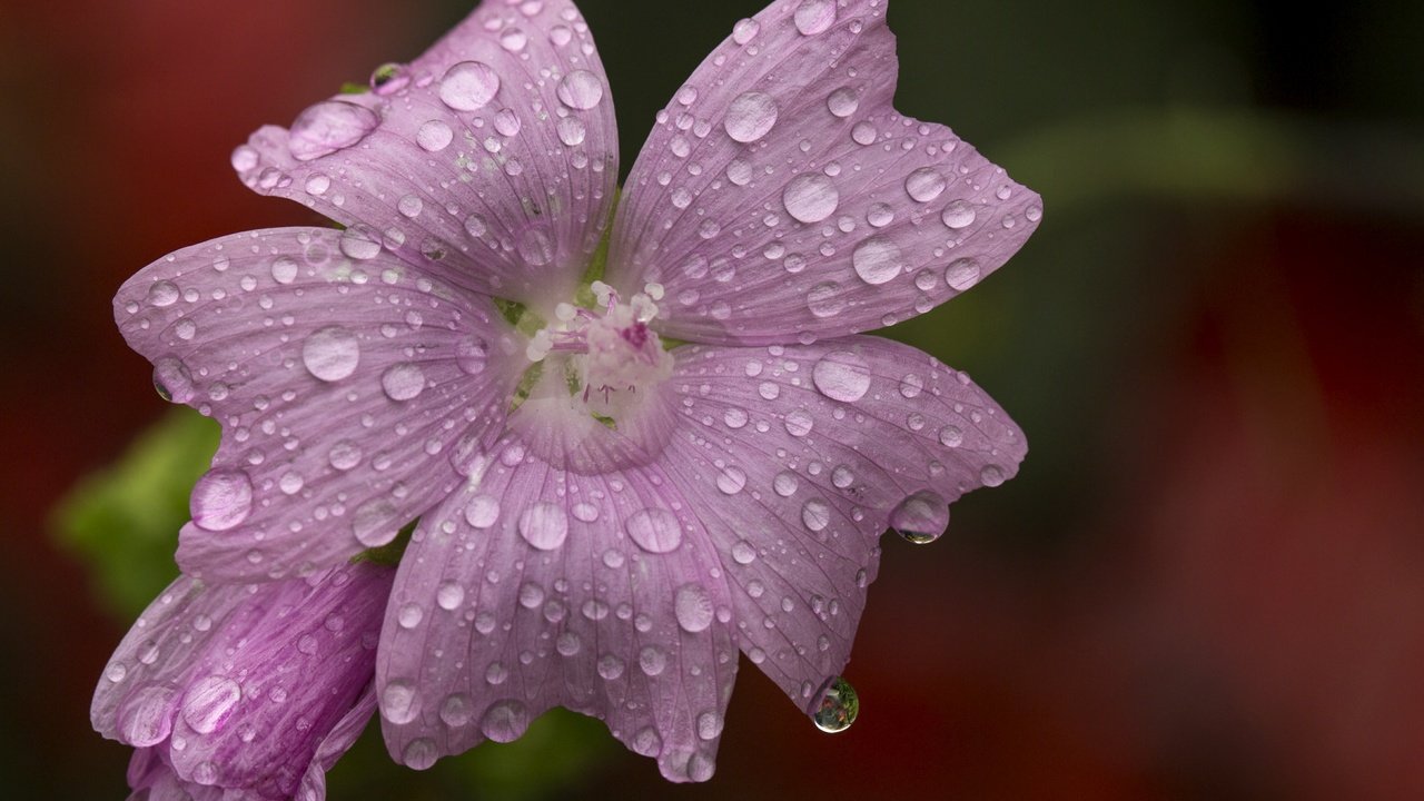 Обои макро, цветок, капли, размытость, розовый цветок, мальва, macro, flower, drops, blur, pink flower, mallow разрешение 4803x3840 Загрузить