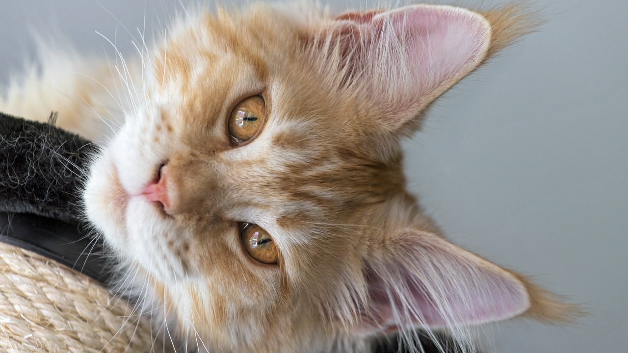 Обои кот, мордочка, усы, кошка, взгляд, рыжий, мейн-кун, cat, muzzle, mustache, look, red, maine coon разрешение 5568x3712 Загрузить