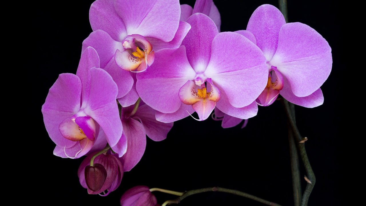 Обои ветка, макро, фон, цветок, лепестки, черный фон, орхидея, branch, macro, background, flower, petals, black background, orchid разрешение 5167x3875 Загрузить